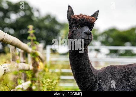 Geronimo der Alpaka erwartet sein Schicksal auf der Shepherds Close Farm in der Nähe von Wicker, Gloucestershire. Geronimo wurde positiv auf Rindertuberkulose getestet. Stockfoto