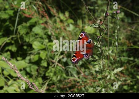 Makroaufnahme eines schönen europäischen Pfauenschmetterlings Stockfoto