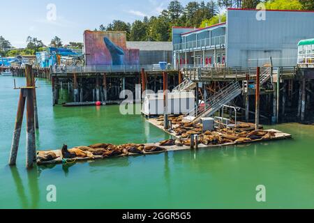 Newport, Oregon, USA. 4.Mai 2021. Seelöwen auf einem Dock in Newport, Oregon. Stockfoto