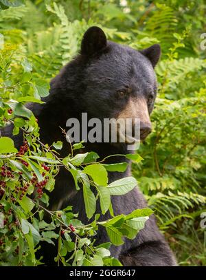 WARREN, VERMONT, USA - amerikanischer Schwarzbär auf der Suche nach Chokecheries. Ursus americanus Stockfoto