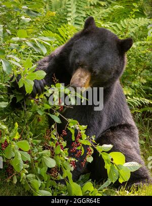 WARREN, VERMONT, USA - amerikanischer Schwarzbär auf der Suche nach Chokecheries. Ursus americanus Stockfoto