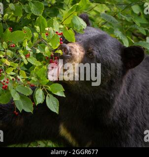 WARREN, VERMONT, USA - amerikanischer Schwarzbär, der sich von Chokecheries ernährt. Ursus americanus Stockfoto