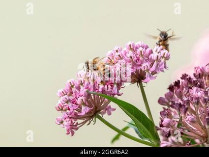 Nahaufnahme einer Honigbiene mit Pollinien, oder das klebrige Pollengranulat, das sich an den Beinen der Biene von der Sumpfmilkweed-Blume befestigen kann. Stockfoto