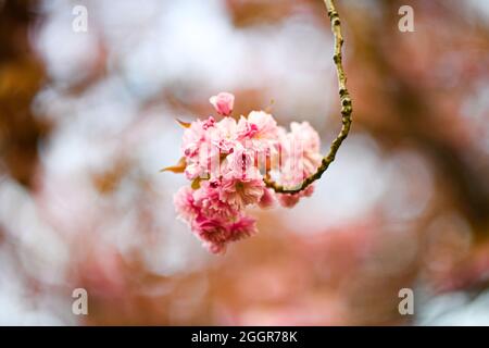 Eine Kirschblüte in Paris, Frankreich. Stockfoto