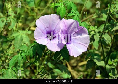 Kilometerlange Rebe, Messina-Kriechgang, Cairo Morning Glory, Coast Morning Glory und Railroad-Kriechgang, Ipomoea cairica, kairói hajnalka, Indonesien, Asien Stockfoto