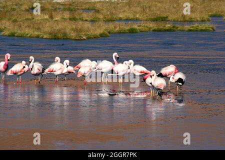 Andenflamingos (Phoenicoparrus andinus) in einem See in der Nähe von San Pedro de Atacama, Chile Stockfoto