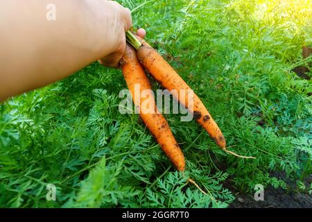 Karotten auf einem Gemüsefeld auf dem offenen Feld anbauen. Karottenanbaugebiet. Agrarindustrie. Stockfoto