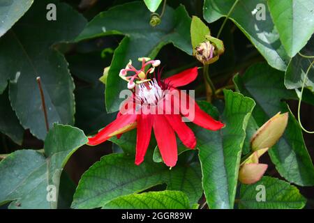 Rote Passionsblume, Rote Passionsblume, Passiflora miniata, piros golgotavirág, Indonesien, Asien Stockfoto