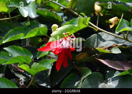 Rote Passionsblume, Rote Passionsblume, Passiflora miniata, piros golgotavirág, Indonesien, Asien Stockfoto