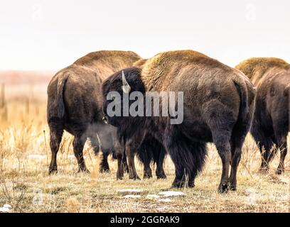 Der Atem eines amerikanischen Büffels wird zu Dampf, als er an einem kalten Januartag in Colorado zusammen mit seiner Herde fotografiert wird. Stockfoto