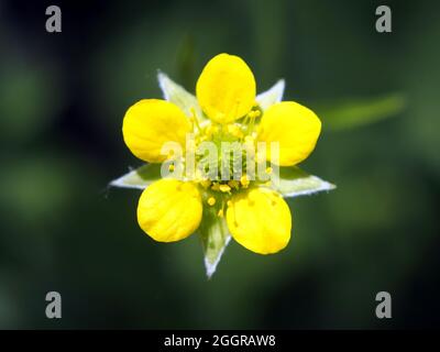 Waldavenen, Kraut Bennett, Colewort, Benediktuskraut, echte Nelkenwurz, Geum urbanum, erdei gyömbérgyökér, Ungarn, Magyarország, Europa Stockfoto