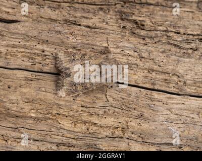 Luperina testacea, die geschupfte rustikale Motte, thront auf einem Baumstamm. Stockfoto
