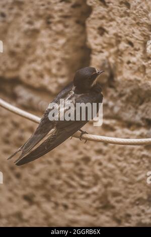 Swallow Bird sitzt auf einem Draht vor dem Hintergrund einer Ziegelsteinschale, Tieren und Wildtieren, Nahaufnahme. Stockfoto