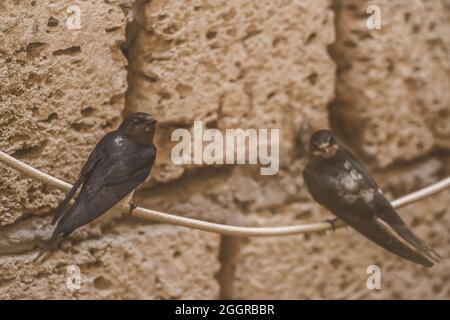 Schwalben Vögel sitzen auf einem Draht vor dem Hintergrund einer Ziegelsteinschale, Tiere und Wildtiere, Nahaufnahme. Stockfoto