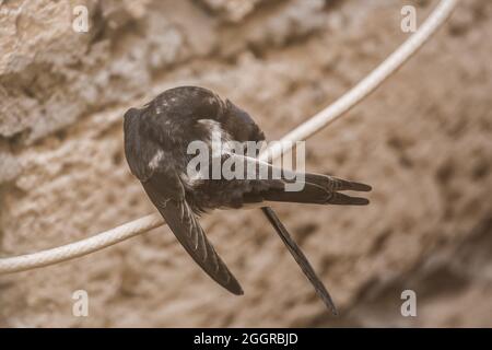 Ein kleiner Schwalbenvögel kratzt seine Federn, die auf einem Draht vor dem Hintergrund einer Schale des Hauses sitzen, aus nächster Nähe. Stockfoto