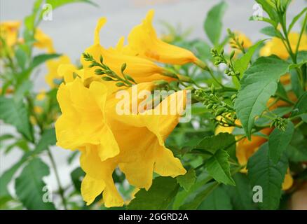 Nahaufnahme ein Haufen lebendiger gelber Trompetenbuschblumen blüht auf dem Baum Stockfoto