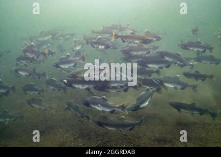 Große Schule von Pink Salmon im Squamish River. Stockfoto