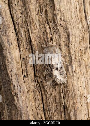 Luperina testacea, die geschupfte rustikale Motte, thront auf einem Baumstamm. Stockfoto