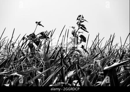 Herbizidresistentes Unkraut gegen die Skyline über einem Feld mit verquistertem Mais Stockfoto