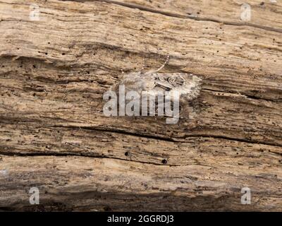 Luperina testacea, die geschupfte rustikale Motte, thront auf einem Baumstamm. Stockfoto