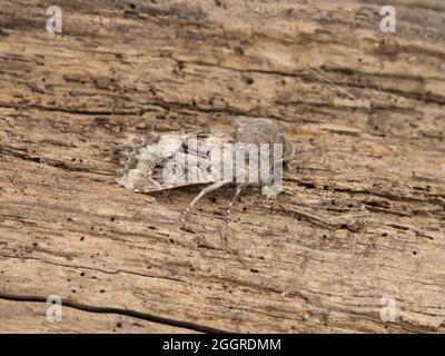 Luperina testacea, die geschupfte rustikale Motte, thront auf einem Baumstamm. Stockfoto