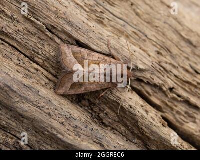 Hydraecia micacea, die rosige Rustikale Motte, thront auf einem Baumstamm. Stockfoto