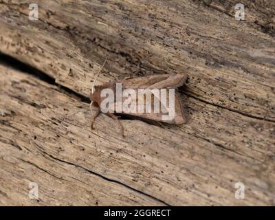 Hydraecia micacea, die rosige Rustikale Motte, thront auf einem Baumstamm. Stockfoto