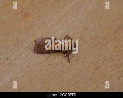 Orange Swift oder Orange Moth (Triodia sylvina), auf einem Baumstamm. Stockfoto