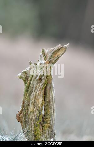 Kleiner alter asiatischer Baum Stockfoto