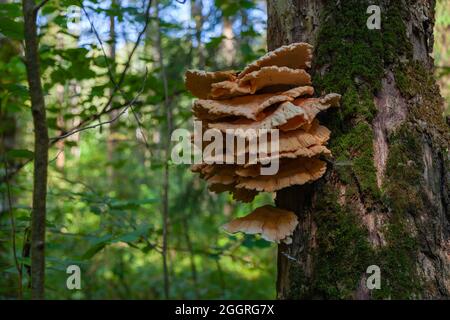 Pilz - Zunder Pilz wächst im Wald auf einer alten Birke. Stockfoto