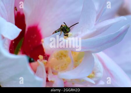 Augochlora pure grüne Schweißbiene mit Pollen bedeckt Stockfoto