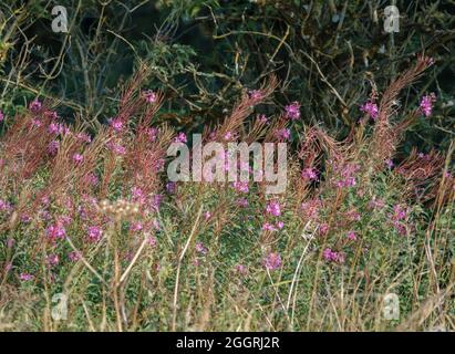 Schöne rosa violette Blüten von Fireweed (Chamaenerion angustifolium) auch bekannt als Rosebay Weidenkräuter wächst wild auf Salisbury Plain UK Stockfoto