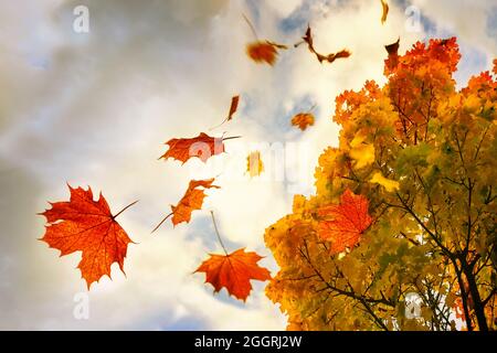 Rote und goldfarbene Herbstblätter fallen von einem Ahornbaum herab, Himmel mit Wolken und Kopierraum, Bewegungsunschärfe, ausgewählter Fokus, enge Fieltiefe Stockfoto