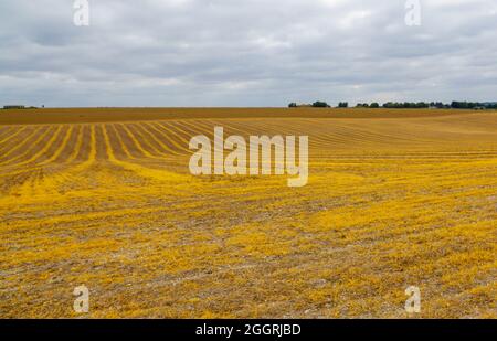 Wunderschöne symmetrische Muster und ein goldener Glanz in einem Feld von neuen keimenden Winterweizenpflanzen, Wiltshire UK Stockfoto