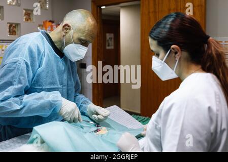 Tierärzte, die eine Operation an einem Haustier in einem Operationssaal durchführen. Stockfoto