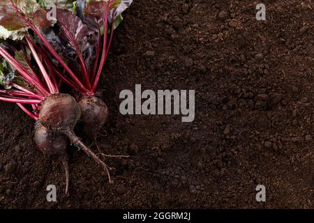 Frisch geerntete Bio-Rote Beete auf Bodengrund Stockfoto