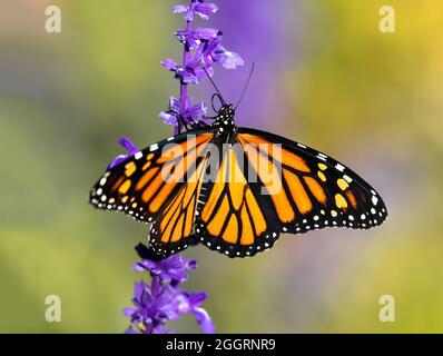 Nahaufnahme eines Monarchen-Schmetterlings mit geöffneten Flügeln und gekräuselten Zungen, die einen Lavendel-Blütenstiel mit weichem Hintergrund hochbewegen. Stockfoto