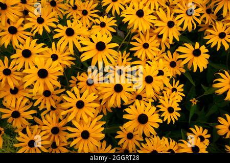 Vollformat, Draufsicht auf die blühenden Black-Eyed Susans (Rudbeckia hirta) Stockfoto