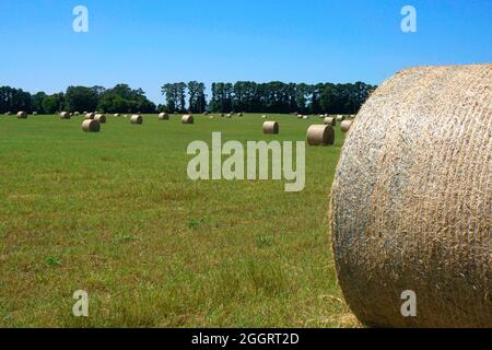 Rollte Heuballen in einem unter blauem Himmel in North Carolina Stockfoto