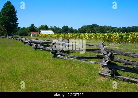 Ländliche Szene in North Carolina mit einem Zaun entlang eines Tabakfeldes unter blauem Himmel Stockfoto