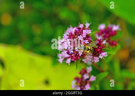 Paläarktische Hoverfly auf Einer Thymianblume Stockfoto