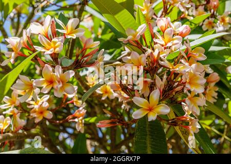 Blühende gelbe und weiße Plumeria in einem Park in Sanur, Bali, Indonesien. Stockfoto