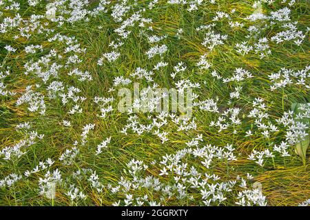 Scenics - Natur der Wildblumen im Frühling Stockfoto