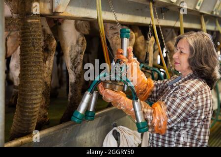 Ältere Frau, die Ausrüstungen für das Melken von Kühen vorbereitet Stockfoto