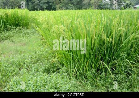 Nahaufnahme des Bündels grün reifen Reispflanze mit Körnern wachsen in der Farm über aus Fokus grün braunen Hintergrund. Stockfoto