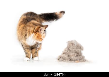 Katze schaut auf einen großen Haufen von Tierpelz und Schmutzablagerungen, die durch ein zyklisches Vakuum gesammelt wurden. Niedliche Kätzchen stehen mit neugierigen Körpersprache neben einem Klumpen von Stockfoto