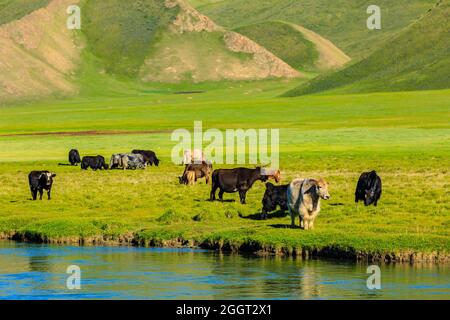 Kühe grasen auf dem Grasland am Fluss, die grüne Graslandlandschaft im Sommer. Stockfoto