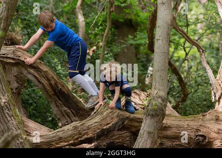 Zwei junge Jungen, Brüder, Geschwister, klettern, klammernden, Balanciert auf einem abgefallenen toten Baumstamm im Wald. Gemeinsame Naturfindung und -Entdeckung. Rura Stockfoto