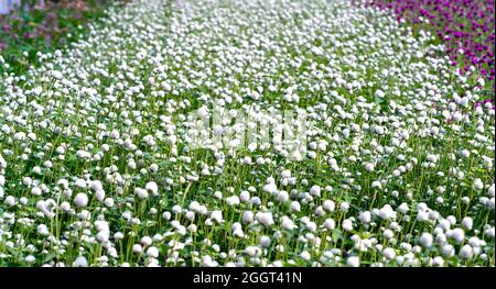 Das White Globe Amaranth Blumenfeld blüht im Ökotourismus-Gebiet. Blumen werden verwendet, um die Art und Weise zu schmücken, eine kühle Landschaft für das Leben der Menschen zu schaffen Stockfoto