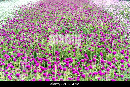 Das lila Globe Amaranth Blumenfeld blüht im Ökotourismus-Gebiet. Blumen werden verwendet, um die Art und Weise zu schmücken, eine kühle Landschaft zu schaffen Stockfoto